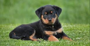 If you are unable to find your rottweiler puppy in our puppy for sale or dog for sale sections, please consider looking thru thousands of rottweiler dogs for adoption. Das Aussehen Von Einem Rottweiler Gewicht Grosse Und Andere Merkmale