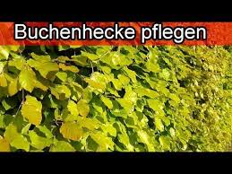 Buchenhecke Hainbuchenhecke Rotbuchenhecke Pflegen Schneiden Dungen Giessen Pflanzen Standort Youtube In 2020 Buchenhecke Hainbuchenhecke Hecke