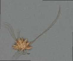 Image result for Bulbostylis clarkeana