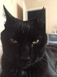 Pin By Sydney On Black Cats Cats Cute Black Cats Cats And Kittens