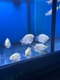 They can be loud, messy, and moody pets that demand a lot from. Beautiful Snow White Parrot Fish Cichlid 2 Inches Free Expedited Shipping