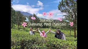 Anda juga bisa menemukan area perkemahan, gantole, dan berkuda di dalam kawasan agrowisata ini. Teawalk Di Gunung Mas Wisata Wajib Di Puncak Dijamin Seru Youtube