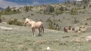 Cloud The Stallion And His New Son Youtube