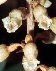 Image result for Gastrodia rwandensis
