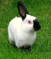 Your salt lamp will last forever and the only maintenance you'll need to do is replace the lamp bulb from. Himalayan Rabbit Breed Information And Pictures Petguide Com