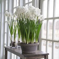 Paperwhite Ariel In Wrenthorpe Pancheon White Flower Pot White Flowers White Flower Farm