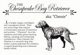 Black And White Chesapeake Bay Retriever Chesapeake Bay Retriever Chessie A Vintage Style Dog Breed Etsy In 2020 Dog Lovers Dog Activities Chesapeake