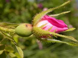 Image result for Cissus rubiginosa