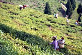 Contouring into global plantation company 7.8 crop diversification in plantation business 8 conclusion. Darjeeling Most Charming Tea Estates Times Of India Travel