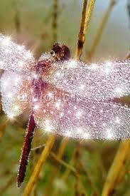 Pin By Callie Jones On Amazing World Dragonfly Dragonfly Dreams Beautiful Bugs