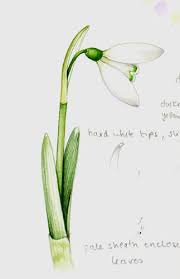 Art Nouveau Snowdrop Google Search Flower Drawing Botanical Painting Botanical Illustration