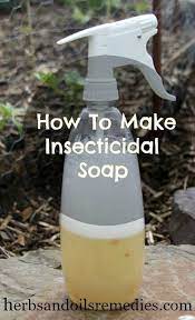 5 Homemade Bug Spray Recipes For Your Garden Bug Spray Recipe Homemade Bug Spray Recipe Homemade Bug Spray