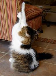 How To Stop Your Cat Scratching The Furniture Or Carpet Today Kate S Pet Corner