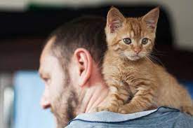 Gross But Healthy Reasons Why Cats Eat Human Earwax Traveling With Your Cat