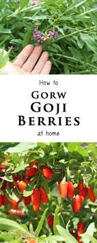 How To Grow Goji Berries At Home The Hip Homestead Growing Goji Berries Berry Plants Goji Berries Plant