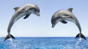 Lots of people love these joyful and kind animals and so do we. Bottlenose Dolphins Spotted Off Canada S Pacific Coast For The First Time The Two Way Npr