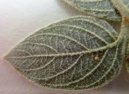 Image result for Virectaria major