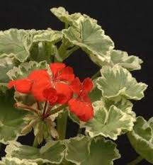Image result for Geranium vagans