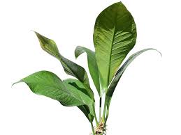 Image result for Oxycaryum