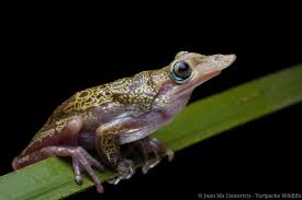 Image result for Trichopteryx fruticulosa