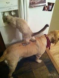 The Power Of Teamwork Funny Animal Pictures Cute Animals Animals Friends