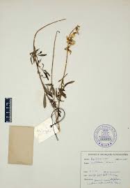 Image result for Crotalaria insignis