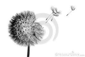 Black Bloom Head Dandelion Flower With Flying Seeds In Wind Isolated On White Background Dandelion Flower Dandelion White Background