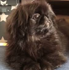 Black And White Pekingese Puppies Chocolate Peke Pekingese Puppies Pekingese Dogs Dogs
