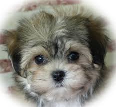 Havanese Puppies Puppy For Sale Dogs Breeders Breeds Family Kids Children Kingskids Havanese Puppies For Sale Havanese Puppies Dog Breeders Near Me