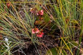 Image result for Hermannia quartiniana