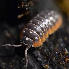 Isopod Care Info A New Lengthy Article How To Care For Terrestrial Isopods In Both Basic Bio Active Environments I Woodlice Vivarium Ocean Creatures