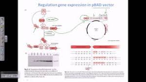 Quintarabio has been providing the highest quality sanger dna sequencing services to the life science research community since 2005. Expression Vector Pbad Vector Youtube