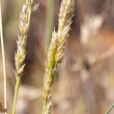 Image result for Eriochloa macclounii
