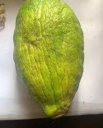 Image result for Picralima nitida