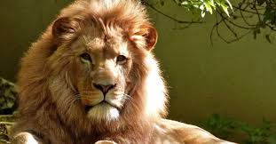 Ampliación de imagen en línea sin perder calidad