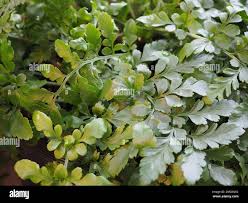 Image result for Asplenium gemmiferum
