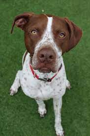 Adopt a german shorthaired pointer near you in michigan. Adopt Paige On Petfinder German Shorthaired Pointer I Love Dogs Dogs