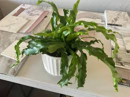 Image result for Clutia robusta