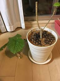 ひょろひょろになったウンベラータを剪定してから夏まで Greensnap グリーンスナップ