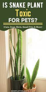 Is Snake Plant Toxic For Pets Cats Dogs Birds Small Pets More In 2021 Snake Plant Plants Snake Plant Care