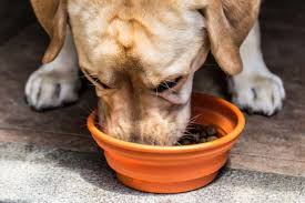 Los Mejores Piensos Sin Cereales Para Perros Marcas Opiniones In 2020 Labrador Retriever Labrador Instagram
