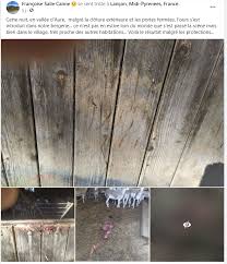 Consultez les annonces de rencontre sexe gratuite de buzz annonce pour trouver une rencontre. Un Ours Attaque Des Brebis Dans Une Bergerie Le Chasseur Francais