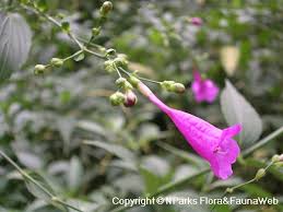 Image result for Strobilanthes hamiltoniana