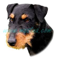 Image result for jagdteriér