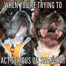 We are an english and french bulldog rescue in the state of ohio. Ohio French Bulldog Rescue Home Facebook