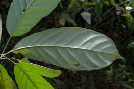 Image result for Paracroton pendulus