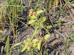 Image result for Dichrocephala