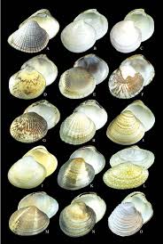 Image result for Vandellia subracemosa