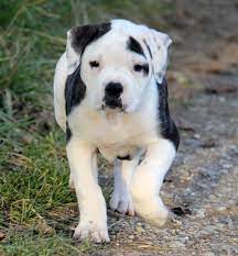28 Bull Massif Ideas Mastiff Puppies Dogs And Puppies Dog Breeds
