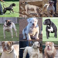 These types of bulldog are the alapaha blue blood bulldog, the american bulldog, the aussie bulldog, the banter bulldog, the bulldoque campeiro, the catahoula bulldog, the dorset olde tyme bulldog, the french. Blue American Bulldogs Home Facebook